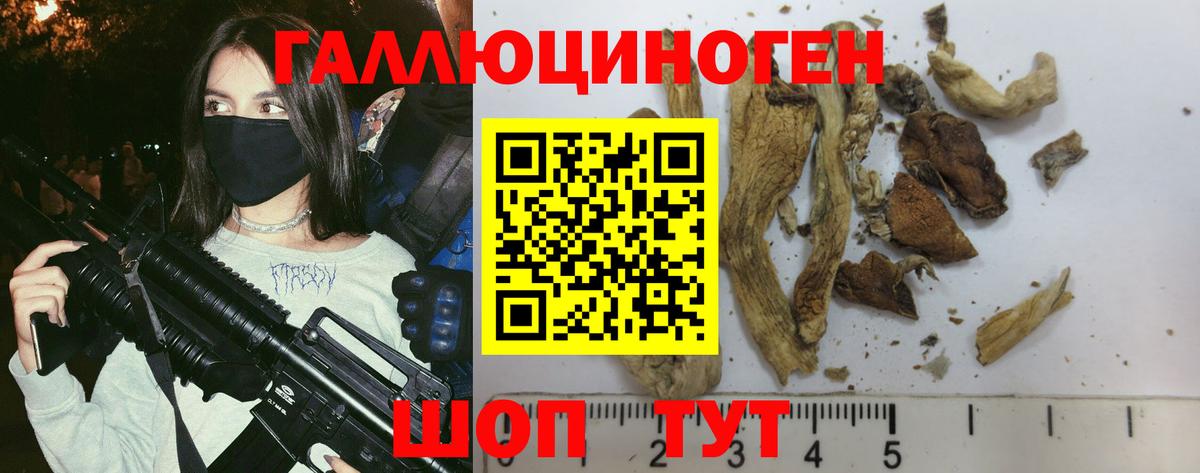 Галлюциногенные грибы Psilocybe Рубцовск